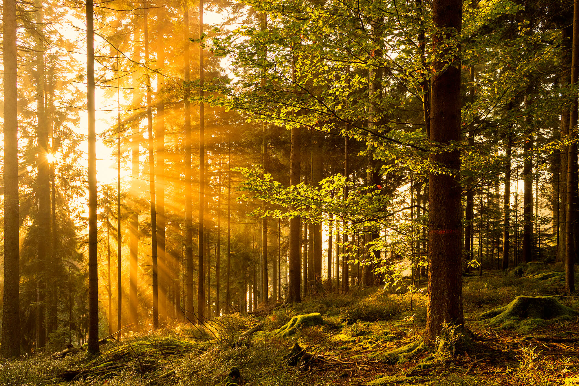 Wald, Sonne scheint durch Bäume